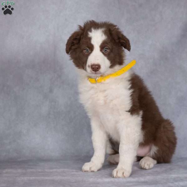 Bloom, Border Collie Puppy